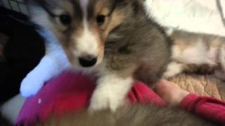 Attacked by Sheltie puppies [upl. by Kral875]