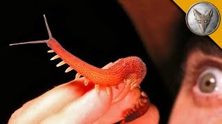 ULTRA RARE  Velvet Worm [upl. by Mace368]