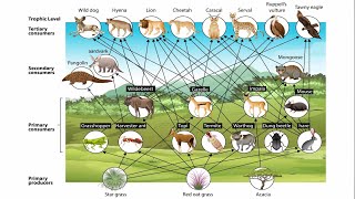 Food Webs and Trophic Cascades [upl. by Enihpesoj]