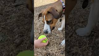 Pop Tart A912742 austinanimalcenter treeingwalkercoonhound dogs dog [upl. by Ahsiuqram]