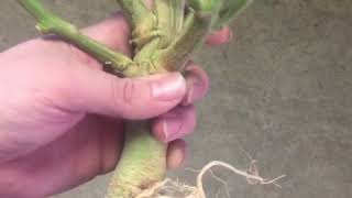 Cannabis Roots DWC  3inchBlocks inside Net Pots Harvest Root System rhizosphere Plant Root Science [upl. by Easton]