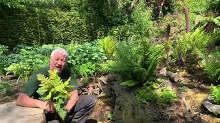 Fern Dryopteris wallichiana Jurassic Gold in Bowdens Gardens [upl. by Nwahsek160]