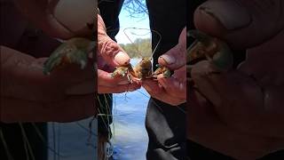 Yabbies are on🦞🦞🦞fishing outdoors life youtubeshorts [upl. by Ikeda]