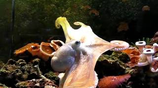 Mama Cass  Octopus Briareus Great Web Display and Passing Cloud [upl. by Elleahcim]