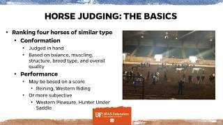 Florida 4H Horse Judging [upl. by Aicilla]