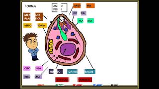 Paludismo Malaria PLASMODIUM FALCIPARUM [upl. by Areikahs]