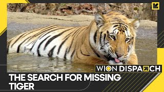 WION Dispatch Tiger on loose in South Africa authorities keep residents on high alert  Latest [upl. by Havener]