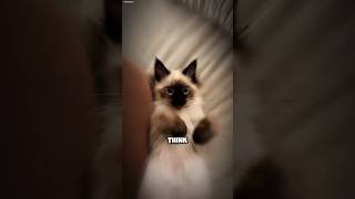 Siamese Cat The Diva of the Feline World siamesecat catlover cats funnycats cutecats [upl. by Ajnot]