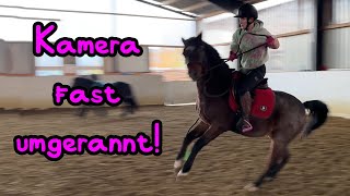 Kameramann fast umgerannt 🦄 Training mit dem Bosal [upl. by Obmar578]