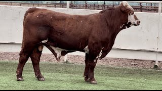 JampJ Cattle Co Lot 6948 Beefmaster Bull [upl. by Godric689]