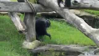 Chimpanzees fighting [upl. by Ardnaxila]