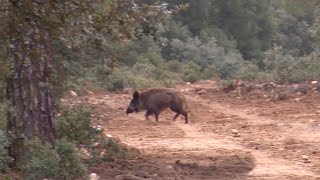 Montería de jabalíes en los viñedos ¡VÍDEO COMPLETO [upl. by Enovahs]