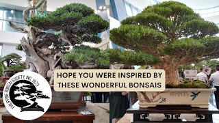 ASPAC  ABFF  PBSI Bonsai and Suiseki Exhibition and Convention Part 6 [upl. by Nage]