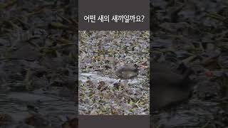 어떤 새의 새끼일까요 Who are the parents of this chick shorts chick 새끼새 commonmoorhen 쇠물닭 [upl. by Shelburne]