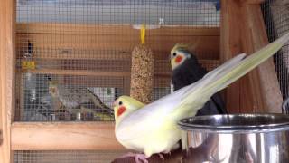 Female cockatiel showing sexual mating signs [upl. by Perl568]