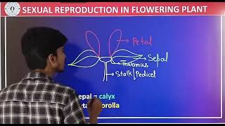 Diagram of flower class 12  फूल का आरेख  Bihar Board Class 12  Biology by Shahid bhai biharboard [upl. by Anassor]