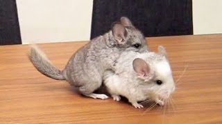 Harlem Shake CHINCHILLA Style [upl. by Initsed]