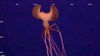 Magnapinna Squid Filmed in MidAtlantic by ROV  Brand New Footage 4 April 2023  Deepsea Oddities [upl. by Greenes]