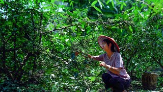 Food Full of Sichuan pepper It is More Important than Salt to Guizhou Locals [upl. by Uase]