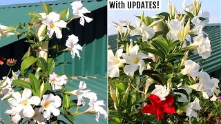 How to GROW Mandevilla Plants amp Get MAXIMUM Flowers [upl. by Ahseiyt]