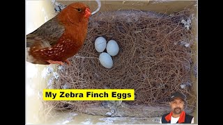 Zebra Finch Birds 2d pair laid eggs Wow Light back English Female Bird and Fawn English Male bird [upl. by Aneeres]