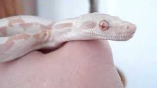 Coral Albino Boa Constrictor Imperator BCI [upl. by Torin629]