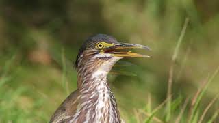 Juvenile Green Heron  Gular Fluttering [upl. by Thane970]