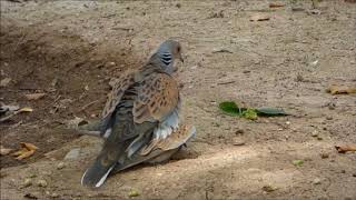 Cortejo y cópula de Tórtola europea Streptopelia turtur en Marrakech [upl. by Othello]