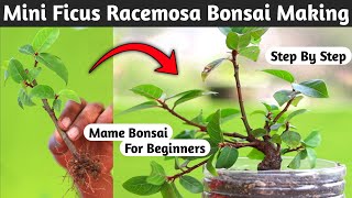 Ficus Racemosa Bonsai Making for Beginners [upl. by Freeborn34]