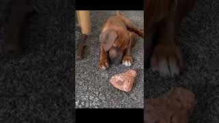 Rhodesian Ridgeback Welpe spielt [upl. by Leval]