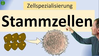 Stammzellen  das Wichtigste im Überblick zu totipotenten pluripotenten und multipotenten Stzellen [upl. by Gaspard]