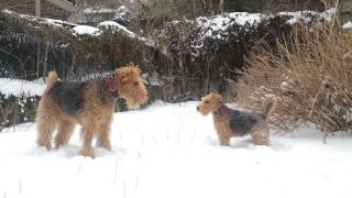 Airedale Terrier Lenny amp Welsh Terrier Martin 11 [upl. by Ydderf]