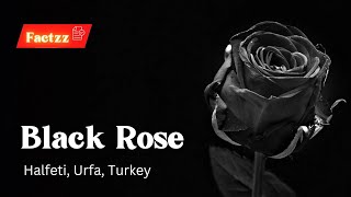 Unique Black Rose Turkey Factzz [upl. by Uok]