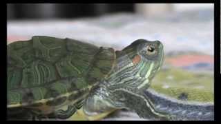 Red eared slider turtle  information [upl. by Odawa443]