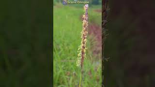 PHALARIS COERULESCENS  A Burst of Color shorts [upl. by Aisereht164]