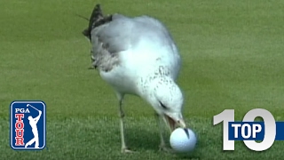 Top 10 Animal Encounters on the PGA TOUR [upl. by Elke]