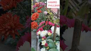 Essential Tips for Chrysanthemum Plant Care During Flowering  shorts [upl. by Hpsoj]