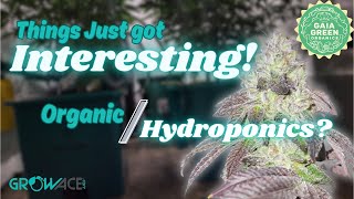 How to GROW WEED on AUTOPILOT  AirCube grow system  Episode 1 [upl. by Leohcin]