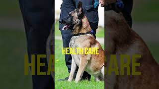 How Much Does a Belgian Malinois Cost in 2023 belgianmalinois dogs ytshorts viral [upl. by Ries]