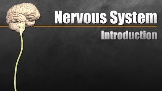 The Nervous System In 9 Minutes [upl. by Ahseena]