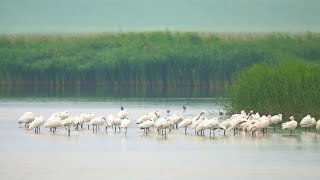 Breebaartpolder en omgeving [upl. by Fantasia277]