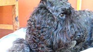 Bouvier des FlandresMs Jacqui  2 [upl. by Draude]