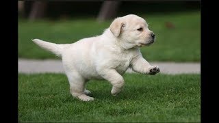 Labrador retriever Puppy 35 days old  lab small baby puppies [upl. by Hale]