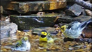 Fall Warbler Migration Arrivals Aug 24 Blackburnian Chestnutsided and Hooded [upl. by Lefty335]