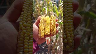 🌽🍿Maíz para palomitas🍿🌽 maiz maíz palomitasdemaiz agronomia [upl. by Muncey]