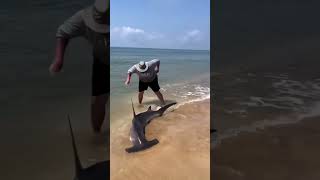 Hammer Head SHARK  Rescued  sharkencounter sharks hammerhead fishing fishspecies [upl. by Ebenezer]