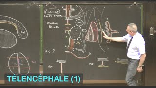 Anatomie des noyaux basaux et substance blanche télencéphalique Télencéphale 1  Neuroanatomie 8 [upl. by Harmonia]