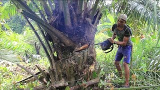 Indonésie des écologistes coupent des palmiers à huile illégaux [upl. by Nrehtak163]