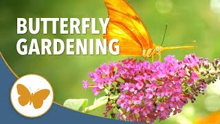 Butterfly Gardening 101  Tips on How to Attract Butterflies [upl. by Myriam464]