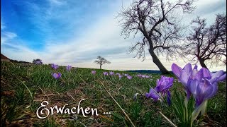 Krokusblüte in Zavelstein Brunnen gruselige Keller die Burgruine und viel Geschichte Schwarzwald [upl. by Moazami]